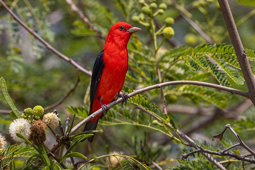 Male scarlet tanager-South Padre Island-Texas art print by Adam Jones for $57.95 CAD